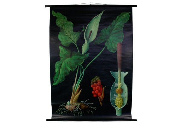 Arum Lily Scientific Botanical Wall Chart