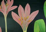 Meadow Saffron Scientific Botanical Wall Chart