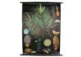 Pine Cone Scientific Botanical Wall Chart
