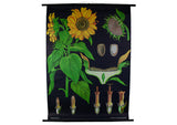 Sunflower Scientific Botanical Wall Chart