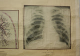 Vintage Science Wall Chart - respiratory system