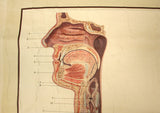 Vintage Science Wall Chart - respiratory system