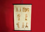 Vintage Medical Anatomy Chart