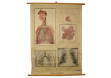 Vintage Science Wall Chart - respiratory system