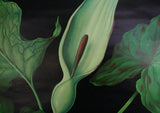 Arum Lily Scientific Botanical Wall Chart