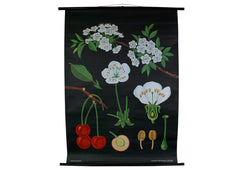 Cherry Blossom Scientific Botanical Wall Chart