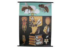 Honey Bee Scientific Botanical Wall Chart