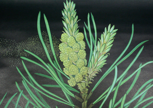 Pine Cone Scientific Illustration