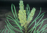 Pine Cone Scientific Botanical Wall Chart