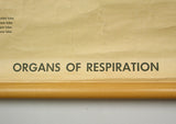 Vintage Science Wall Chart - respiratory system