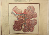 Vintage Science Wall Chart - respiratory system